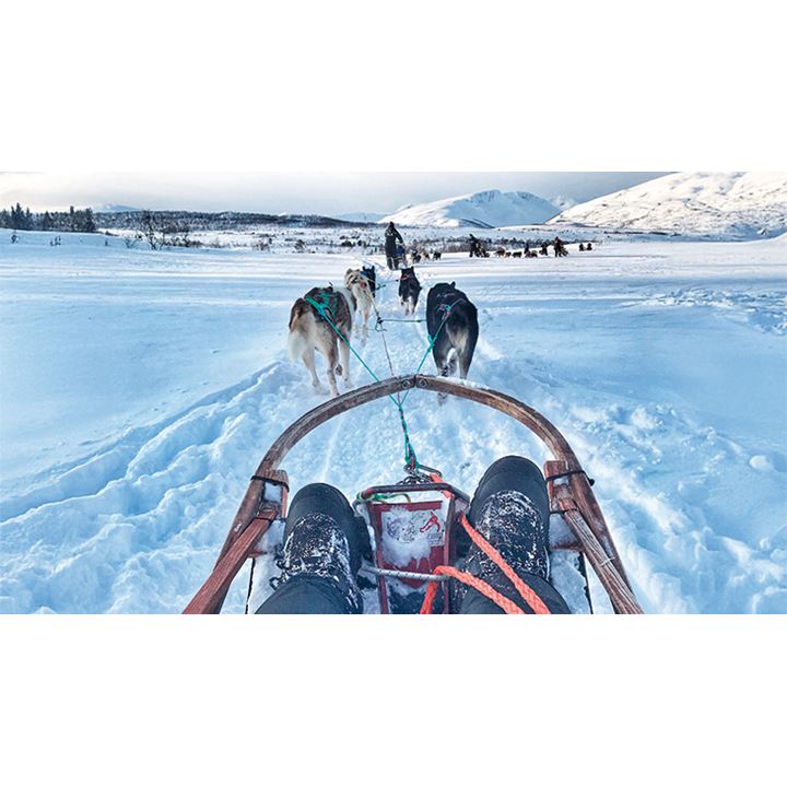 Arctic dogsledding experience Arctic dogsledding experience